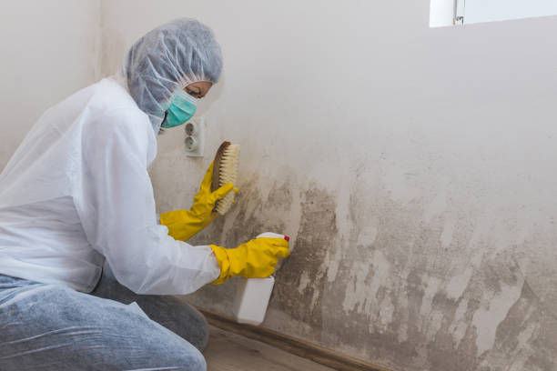 Best Asbestos and Lead Testing During Mold Inspection  in Vley Grande, AL