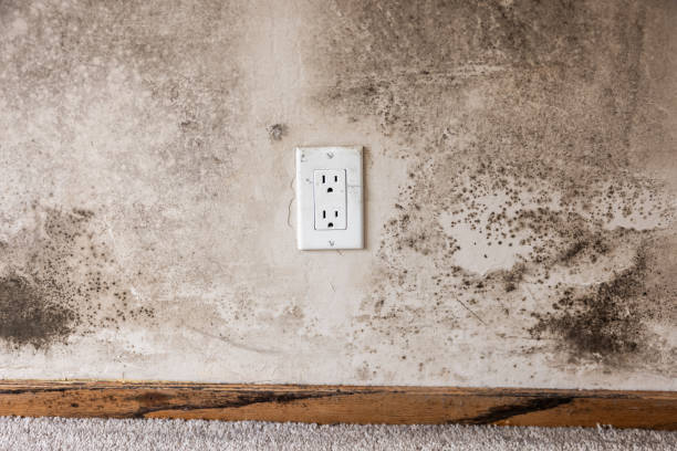 Best Environmental Consulting for Mold Prevention  in Vley Grande, AL
